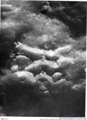 Historisches Foto von Decapoda indet. (NHMW-AFW-GEO-BACHMAYER-FOTO-1990-0041-0889)